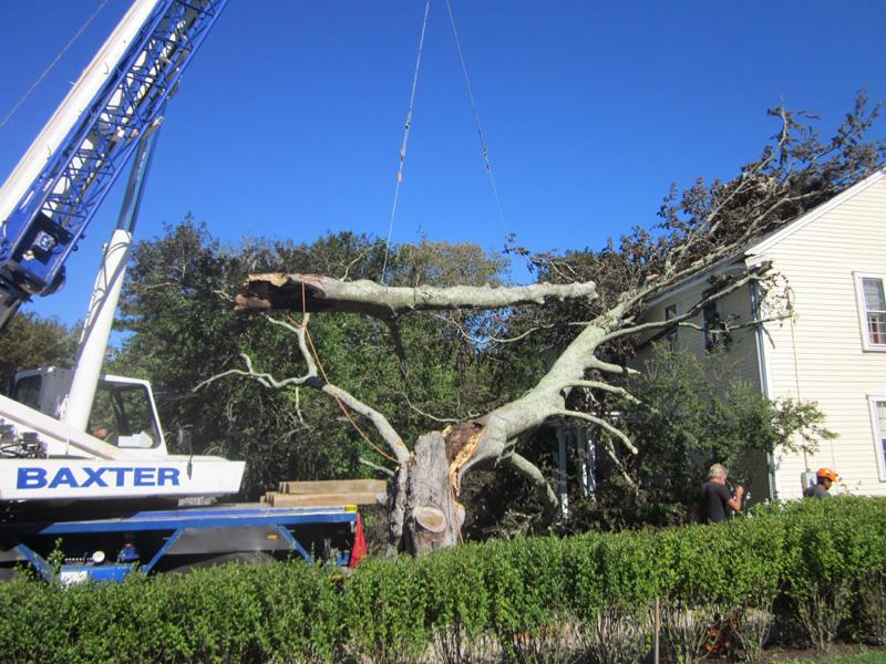 tree removal IMG 0575